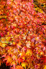 Herbstliches Ahornlaub