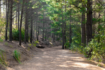 Dirt track through a Pine Forest Plantationin