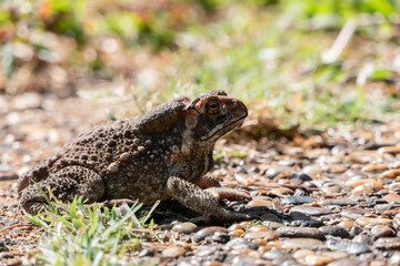 Toads are amphibians that live in the garden.