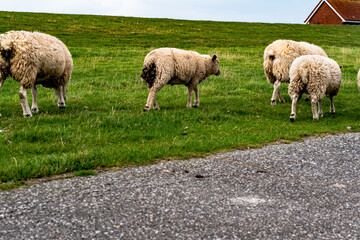 Obraz premium Deichschafe zu Wyk