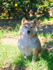 Shiba Inu puppy looks like a little fox