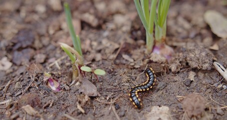Yellow Spotted Millipede walks through dirt soil ground at the garden, Animal wildlife insect in nature	
