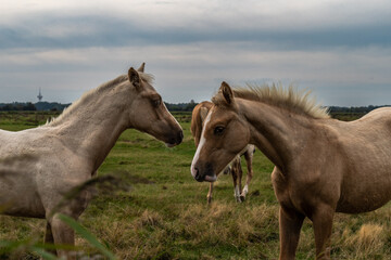 Fototapeta premium ein Pferdeleben hinterm Deich