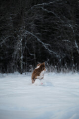 Aussie dog on walk in winter park. Ears in different directions from speed and wind. Puppy of Australian shepherd dog red tricolor runs fast on white snow against forest background.