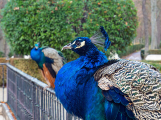 Obraz premium Beautiful peacock walks in the autumn garden