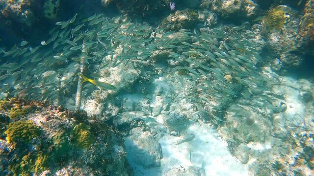 An underwater video of a school of Blue Striped Grunt fish in the Bahamas