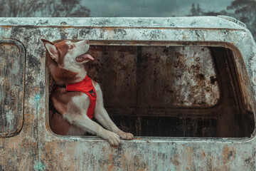 guardian husky dog, with red vest, in abandoned environment