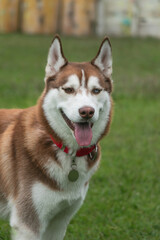 Siberian wolfdog, with heterochromia, in the park