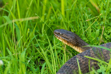 Plain-bellied water snake hunting in tall grass.