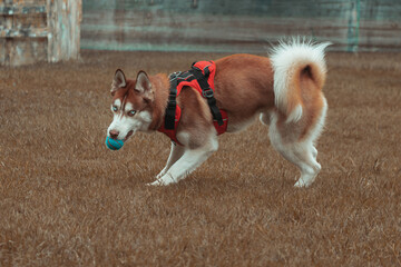 guardian husky playing with ball © sebastianav1994