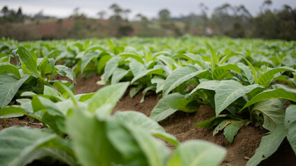 close up of tobacco plantation