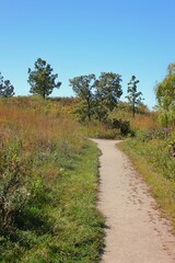Fototapeta premium path in the woods
