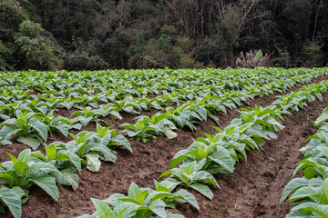Organic tobacco plantation in a row