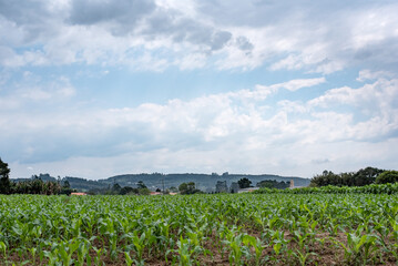 Fototapeta na wymiar Organic tobacco plantation in farmland