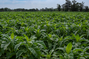 Organic tobacco  plantation in farmland