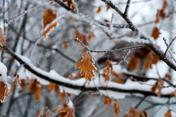 An oak leaf on an oak branch is covered with frost