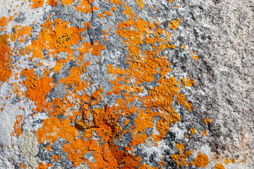 Macro texture of orange red lichen moss growing on mountain rock