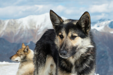 animals in the mountains, dogs in the snow, lying on a snowy slope, close-up
