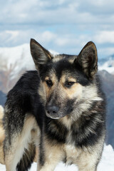 animals in the mountains, dogs in the snow, lying on a snowy slope, close-up