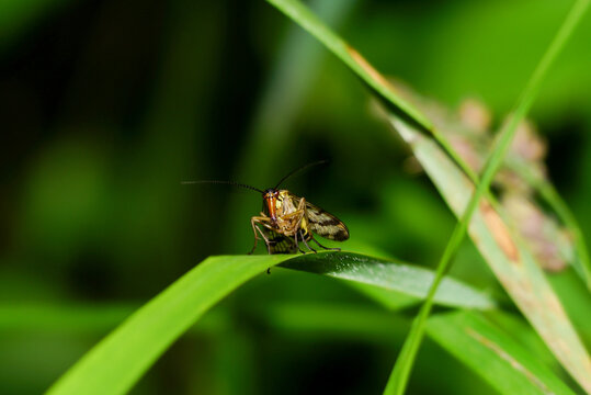 Skorpionsfliege, Schnabelfliege