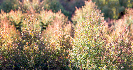 top of pin tree in worming winter season