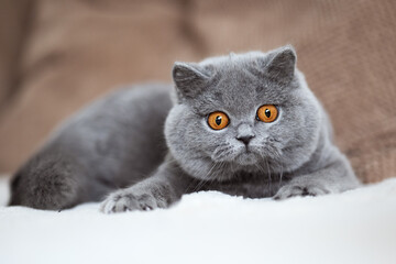 Imposant und edel _ Britisch Kurzhaar Katze Kitten Kater Odd eyed