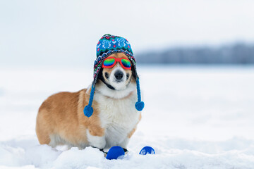  funny corgi dog puppy is skiing on a snowy slope in gear