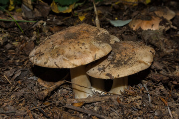 Big Tricholoma populinum mushrooms, closeup. Mushrooms in the thick poplar forest.
