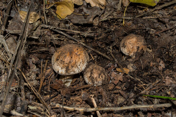 Edible Tricholoma populinum mushrooms  appeared from under fallen leaves and branches. Mushrooms in poplar forest.