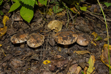 Tricholoma populinum mushrooms in the thick poplar forest. Mushrooms growing in a row. Soft focus.