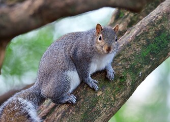Gray squirrel on a tree