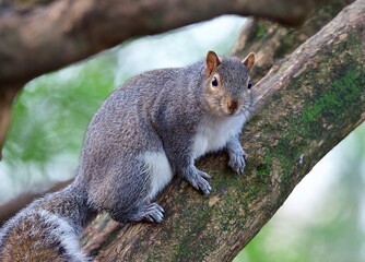 Naklejka na ściany i meble Gray squirrel on a tree