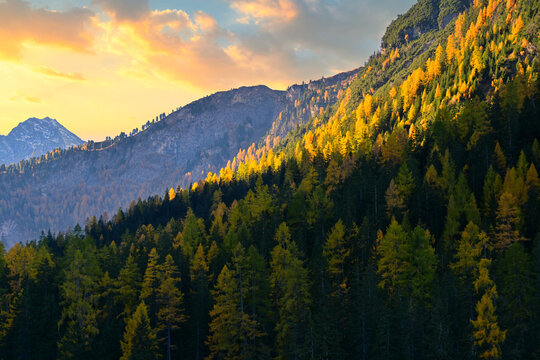 Lush pine tree covered mountains in sunlight, Parc Ela, Graubunden, Switzerland