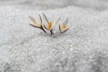 Flowers of the chefran of alatau making their way through the snow