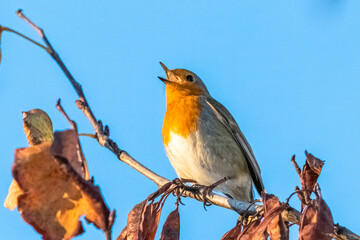 Fototapeta premium European Robin perched on a tree branch