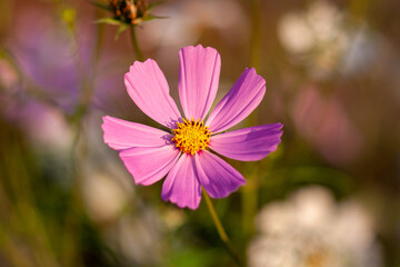 Cosmea flower with pink petals. Selective focus