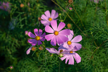 Cosmea flower with pink petals. Selective focus