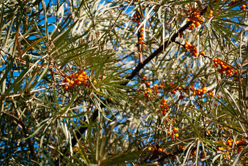 Naklejka na ściany i meble Sea buckthorn tree with berries on the branches.