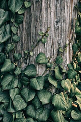 Green ivy climbing a tree trunk. natural natural texture.
