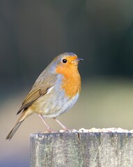 Robin on a gate post