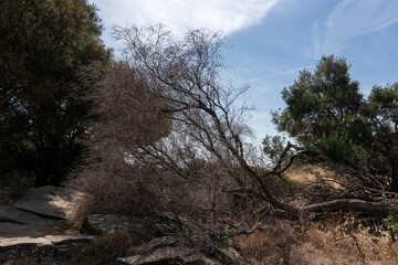 dry tree in a mountain of the Costa Brava