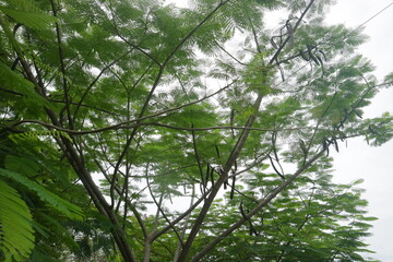 lush trees during the day