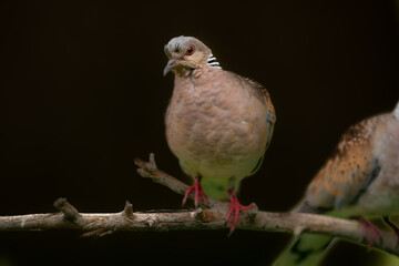 The European turtle dove (Streptopelia turtur)