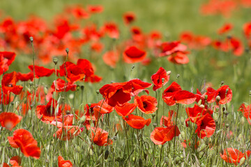 in the meadow - wild poppy flowers