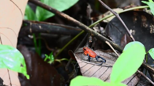 Strawberry poison-dart frog  (Oophaga pumilio) "Blue Jeans" color morph, calls to intimidate other males and attract a female.