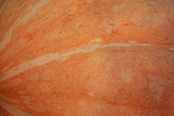Ripe pumpkin texture for design.