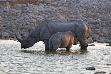 Fototapeta premium Spitzmaulnashorn