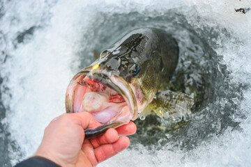 big ice bass , big largemouth bass caught while ice fishing, taking the fish out of ice hole,...