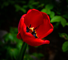 Sharp Focus on a Radiant Tulip in the Garden