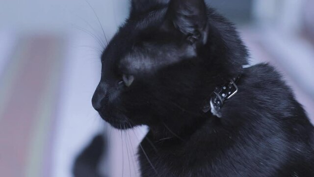 black cat portrait, profile